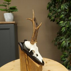 Rehgeweih Reh Geweih Gehörn Rehstangen Stangen Trophäenschild 602.391