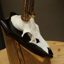Rehgeweih Reh Geweih Gehörn Rehstangen Stangen Trophäenschild 602.391