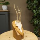 Deer Antlers, Deer Horns, Antler Stags, Stags, Trophy...