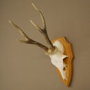 Deer Antlers, Deer Horns, Antler Stags, Stags, Trophy...