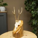 Reehoorn Reehoorns Hoorns Reestangen Stangen Trofeeschild 602.392