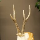 Reehoorn Reehoorns Hoorns Reestangen Stangen Trofeeschild 602.392