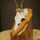 Reehoorn Reehoorns Hoorns Reestangen Stangen Trofeeschild 602.392