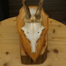 Reehoorn Reehoorns Hoorns Reestangen Stangen Trofeeschild 602.392