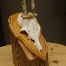 Reehoorn Reehoorns Hoorns Reestangen Stangen Trofeeschild 602.392