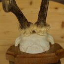 Reehoorn Reehoorns Hoorns Reestangen Stangen Trofeeschild 602.392