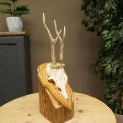 Reehoorn Reehoorns Hoorns Reestangen Stangen Trofeeschild 602.392