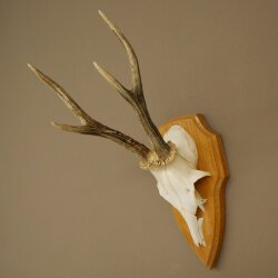 Reehoorn Reehoorns Hoorns Reestangen Stangen Trofeeschild 602.392