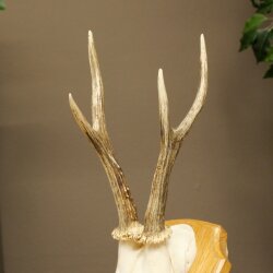 Reehoorn Reehoorns Hoorns Reestangen Stangen Trofeeschild 602.392