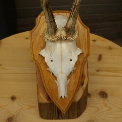 Reehoorn Reehoorns Hoorns Reestangen Stangen Trofeeschild 602.392