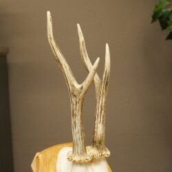 Reehoorn Reehoorns Hoorns Reestangen Stangen Trofeeschild 602.392