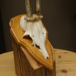 Reehoorn Reehoorns Hoorns Reestangen Stangen Trofeeschild 602.392