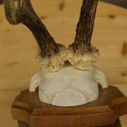 Reehoorn Reehoorns Hoorns Reestangen Stangen Trofeeschild 602.392