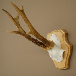 Rehgeweih Reh Geweih Gehörn Rehstangen Stangen Trophäenschild 602.394