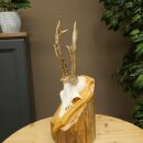 Deer Antlers, Deer Horns, Antler Stags, Stags, Trophy...