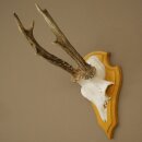 Deer Antlers, Deer Horns, Antler Stags, Stags, Trophy...
