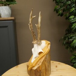 Rehgeweih Reh Geweih Gehörn Rehstangen Stangen Trophäenschild 602.395