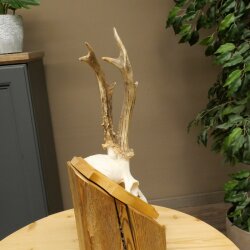 Rehgeweih Reh Geweih Gehörn Rehstangen Stangen Trophäenschild 602.395