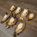 Rehgeweihe 7 Stück Rehböcke auf Birke mit Abnormitäten z.B. Stangenbruch Methusalem Rehe Reh Bock Geweihe