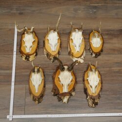 Rehgeweihe 7 Stück Rehböcke auf Birke mit Abnormitäten z.B. Stangenbruch Methusalem Rehe Reh Bock Geweihe