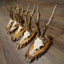 Reehoorns 5 stuks reebokken op berkenhouten schijfjes Reeën Ree Bok Hoorns 22.1411