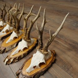 Reehoorns 5 stuks reebokken op berkenhouten schijfjes Reeën Ree Bok Hoorns 22.1411