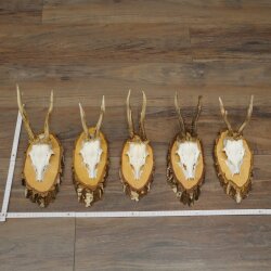 Reehoorns 5 stuks reebokken op berkenhouten schijfjes Reeën Reebok Hoorns 22.1414