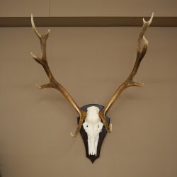 Corna di cervo rosso, 10 punte, altezza 106 cm, corna di cervo montate su un supporto per trofei