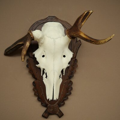 Rothirschgeweih abnormer Hirsch Hirschgeweih Geweih auf geschnitztem Trophäenschild