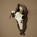 Rothirschgeweih abnormer Hirsch Hirschgeweih Geweih auf geschnitztem Trophäenschild