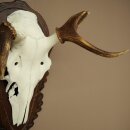 Rothirschgeweih abnormer Hirsch Hirschgeweih Geweih auf geschnitztem Trophäenschild