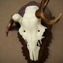 Rothirschgeweih abnormer Hirsch Hirschgeweih Geweih auf geschnitztem Trophäenschild