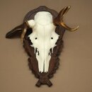 Rothirschgeweih abnormer Hirsch Hirschgeweih Geweih auf geschnitztem Trophäenschild