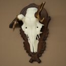 Rothirschgeweih abnormer Hirsch Hirschgeweih Geweih auf geschnitztem Trophäenschild