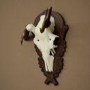 Rothirschgeweih abnormer Hirsch Hirschgeweih Geweih auf geschnitztem Trophäenschild