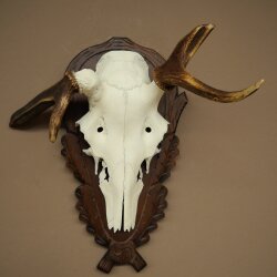Rothirschgeweih abnormer Hirsch Hirschgeweih Geweih auf geschnitztem Trophäenschild