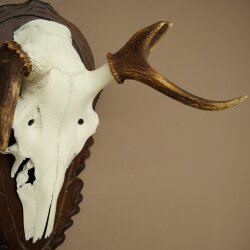 Rothirschgeweih abnormer Hirsch Hirschgeweih Geweih auf geschnitztem Trophäenschild