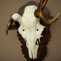 Rothirschgeweih abnormer Hirsch Hirschgeweih Geweih auf geschnitztem Trophäenschild