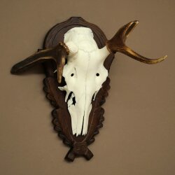 Rothirschgeweih abnormer Hirsch Hirschgeweih Geweih auf geschnitztem Trophäenschild
