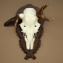Rothirschgeweih abnormer Hirsch Hirschgeweih Geweih auf geschnitztem Trophäenschild