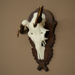 Rothirschgeweih abnormer Hirsch Hirschgeweih Geweih auf geschnitztem Trophäenschild