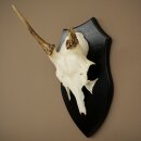 Damhirsch Geweih Höhe 36 cm Dam Hirsch Hirschgeweih auf Trophäenschild 72.556
