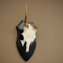 Damhirsch Geweih Höhe 36 cm Dam Hirsch Hirschgeweih auf Trophäenschild 72.556