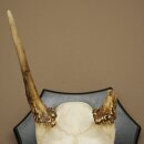 Damhirsch Geweih Höhe 36 cm Dam Hirsch Hirschgeweih auf Trophäenschild 72.556