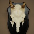 Damhirsch Geweih Höhe 36 cm Dam Hirsch Hirschgeweih auf Trophäenschild 72.556