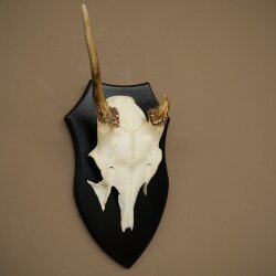 Damhirsch Geweih Höhe 36 cm Dam Hirsch Hirschgeweih auf Trophäenschild 72.556
