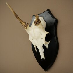 Damhirsch Geweih Höhe 36 cm Dam Hirsch Hirschgeweih auf Trophäenschild 72.556