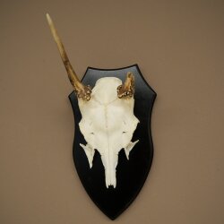 Damhirsch Geweih Höhe 36 cm Dam Hirsch Hirschgeweih auf Trophäenschild 72.556