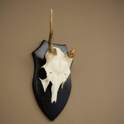 Damhirsch Geweih Höhe 36 cm Dam Hirsch Hirschgeweih auf Trophäenschild 72.556