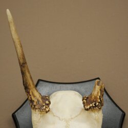 Damhirsch Geweih Höhe 36 cm Dam Hirsch Hirschgeweih auf Trophäenschild 72.556